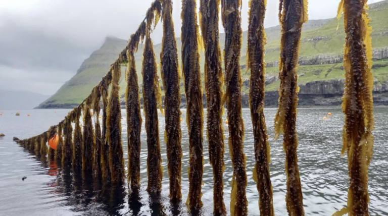 Cultivated kelp growing on grow lines at sea