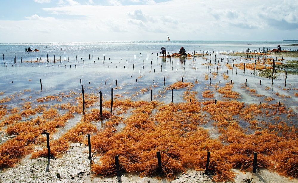 Tidal seaweed farm plots at low tide, Uroa, Zanzibar, Tanzania