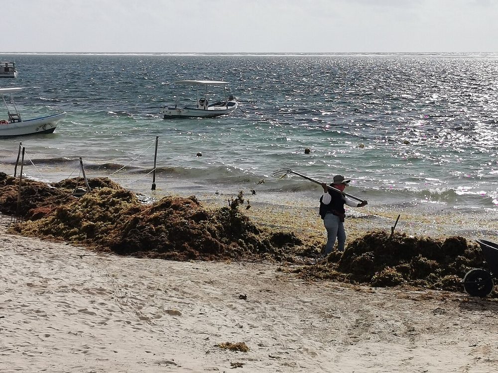 Worker collecting sargassum on the beach, Puerto Morelos, Mexico