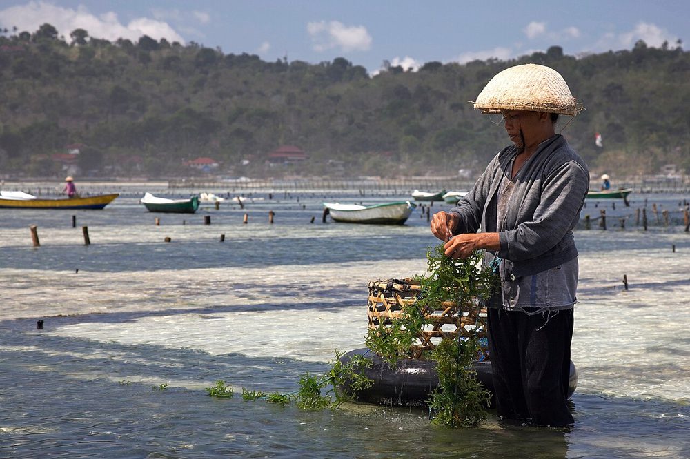 Smallholder seaweed farmer harvesting eucheuma, Nusa Lembongan, Indonesia