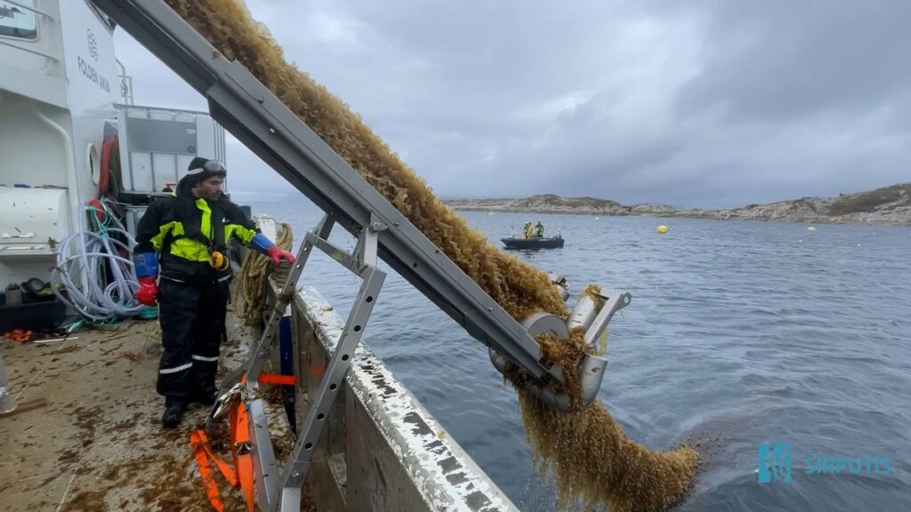 At-sea seaweed harvesting