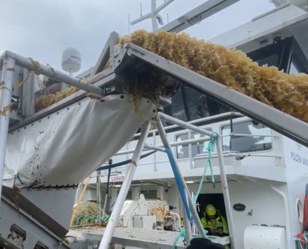 Seaweed harvester and deck conveyor equipment