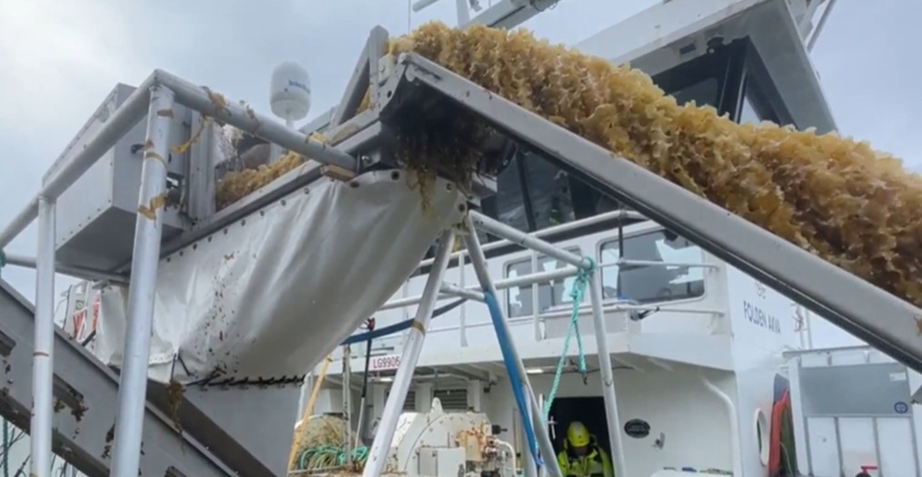 Seaweed being harvested at sea onto a vessel conveyor